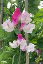 50 Sunshine Pink Bicolour Sweet Pea Seeds for Garden - USA - FREE SHIPPING 