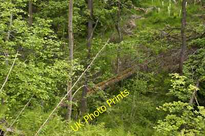 Photo 6x4 Almost a natural footbridge over Dean Brook Hurst Green/SD6838 c2015