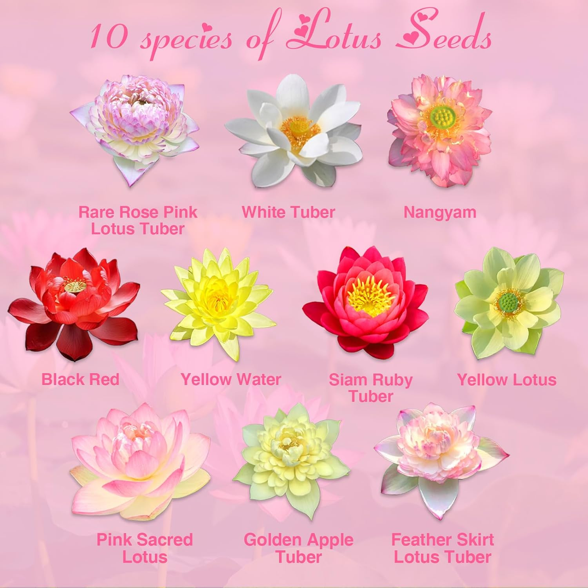 200Pcs Lotus Seeds for Planting - 10 Unique Varieties, Mixed
