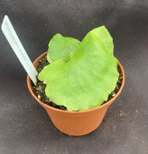 Platycerium grande,  The Moose Horn Fern,  Rooted Plant Shipped in 3" Pot