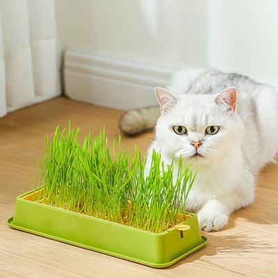 Samen Keimschale Hydrokultur Katzengras Box Weizengras Bohnensprossen Katzengras