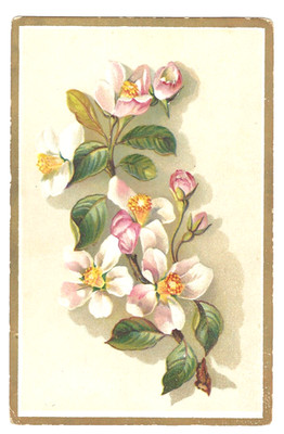 Vintage Willett's & Quinby ''Favorite'' Coffee Philadelphia Trade Card - Flowers