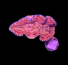 WYSIWYG Derasa Clam Tridacna Live Saltwater Reef Coral