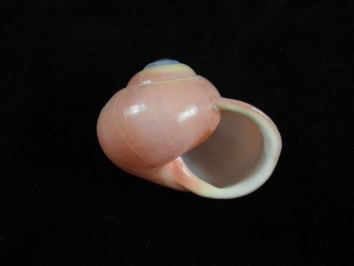 Landschnecke festliche Kalokokken 43,3 mm ID#7620 - Bild 3 von 4