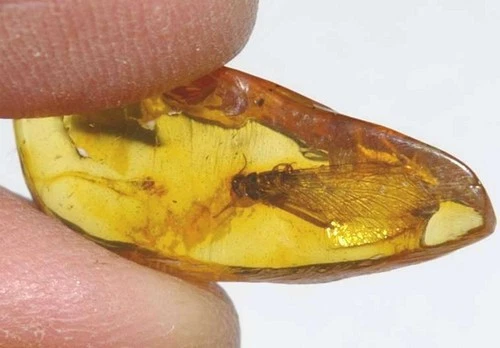 Termitoidae - Museum class fossil.  Big Termite in genuine Baltic amber