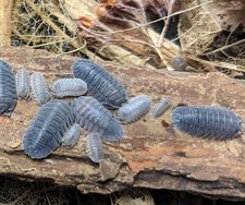 Armadillidium peraccae Blue isopods - 15 count - Bioactive Clean up Crew