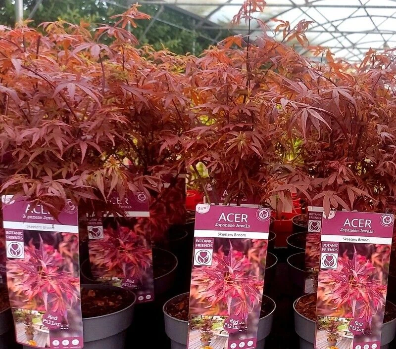Acer Tree Skeeters Broom NEW Japanese Maple Red 3L Pot 60cm Plants to your door - Image 3 of 4