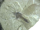 Eocene Green River fossil insect Colorado Asarcomyia Wood Gnat #120