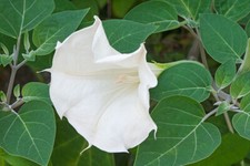 Datura Metel Fastuosa Seeds - Devil's Trumpet, White, 25 to