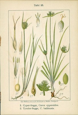 Lithographie: 1. Cyper-Segge, Carex cyperoides. 2. Tyroler-Segge, C. baldensis. 