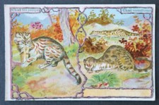 Chromo image publicitaire CHICOREE ARLATTE chat des pampas vermiforme Katze cat