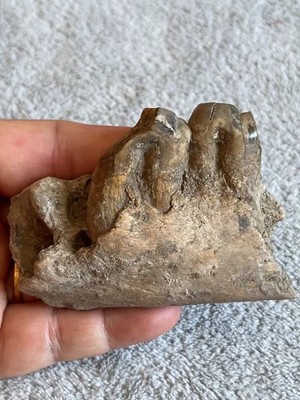 Collect exquisite mammalian teeth