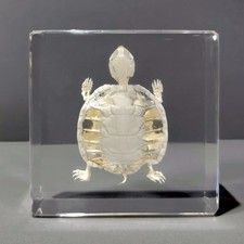 Turtle Skeleton In Resin, Animal Skeletons, Trachemys scripta elegans