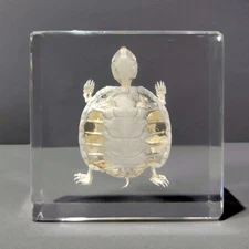 Turtle Skeleton In Resin, Animal Skeletons, Trachemys scripta elegans