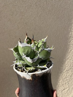 Agave titanota | eBay