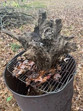 13 Ib Georgia Fatwood Stump. 15” Long, 18” Wide, 5” Thick