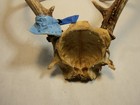Whitetail Deer Antlers,  Deer Tag on Horn,  12 Inches Tall, 11 Inchs Wide, A — photo 7