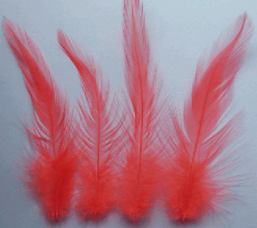 HOT GALLO ARANCIONE / COCK HACKLE 50 PIUME FLYNSCOTSMAN TACKLE SCIOLTO SENZA MANTELLO - Foto 3 di 3