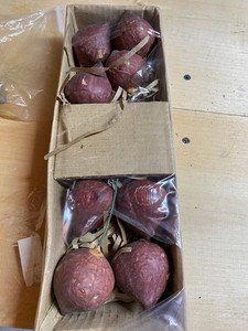 NIB VTG Red Onion 2.5 x2in Artificial Faux Vegetable Realistic Bowl Filler Decor