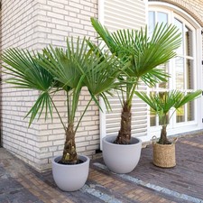 Palma cinese a ventaglio "Trachycarpus fortunei" pianta in vaso  9 cm