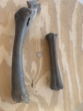 Fossilized Bison Bones