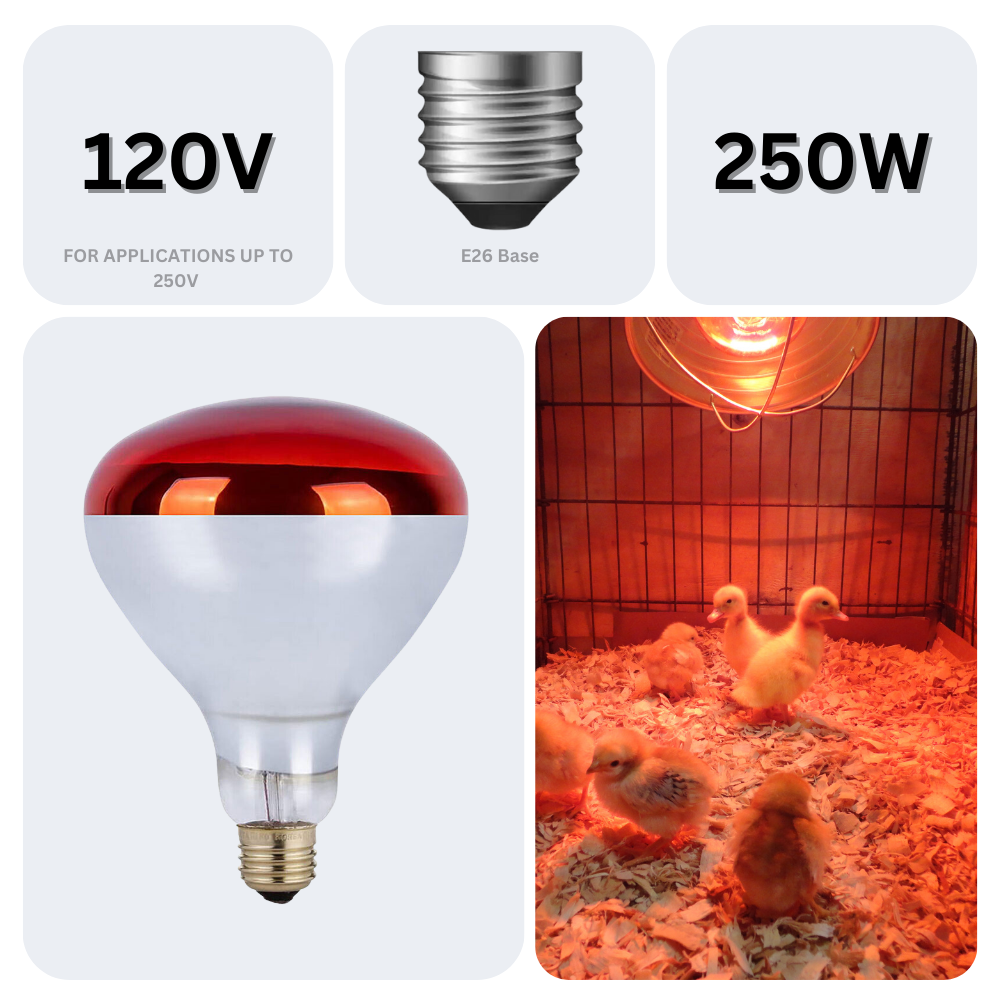 250W Watt Infrared Brooder Chicken Coop Hen Red Heat Lamp R40 Medium