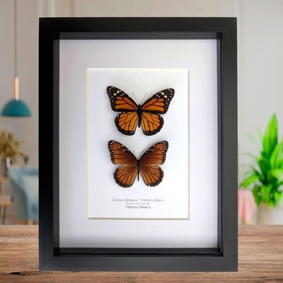 Gerahmtes Taxidermie Schmetterling Set, Monarch und Königin, Entomologie Display (8x10)