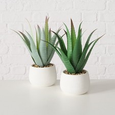 Pflanze Grünpflanze im Topf Kunststoff 29cm hoch  Aloe Vera Topfpflanze Farbwahl