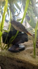 Spotted Congo Puffer (Tetraodon Schoutedeni)