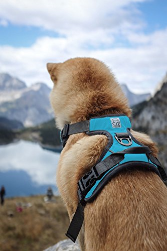 embark dog harness