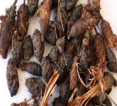 Pure Nagarmotha Roots, Nutsedge Grass, Nagarmotha Jadd Herbs jadi buti