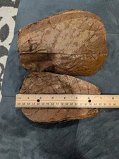 25 Indian Catappa Almond Leaves 7".For Bettas, Discus, Shrimp.