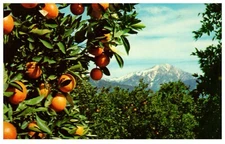 Oranges and Snow Snow-capped Mountains in view of Oranges trees in foothills 