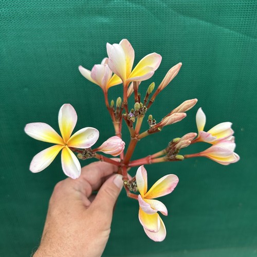 FRANGIPANI / Plumeria ‘EJN01’ (20-25cm Cutting) Auto Combine Postage - Picture 5 of 9