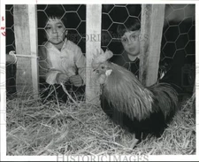 1985 Press Photo David and Jordan Vexler look at chicken in pen - hca15911