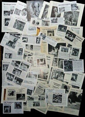 AFGHAN HOUND DOG Cuttings Pages / Breed History Research Named Dogs Articles Etc