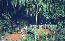 Fern Grotto Kauai Hawaii Wailua River Boat Trip Postcard