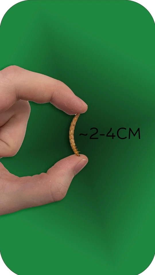 Getrocknete Mehlwürmer 3 KG  Premium Naturfutter für Wildvögel, Igel und Reptil - Bild 3 von 4