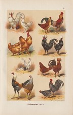 Rasy kurcząt Chochin Brabanter kurczak bojowy CHROMOLITOGRAFIA około 1900 kurczaki