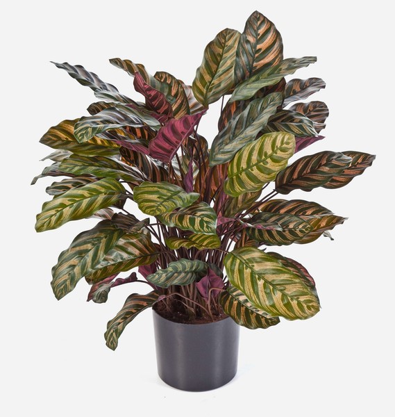 Artplants KüNstliche Calathea Bijan, 90 BläTter, GrüN-Rot, 80Cm-image