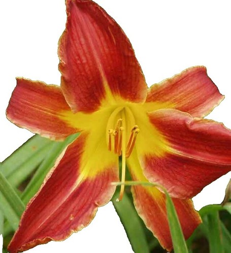 daylily hawaiian party dress Hawaiian Party Dress Daylily - 1 plant, 2 fans bareroot . Ship Fall &  Spring