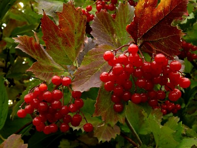 #ad #ad Highbush Cranberry {Viburnum Trilobum} High Yield 40 seeds Free US Shipping $3.99