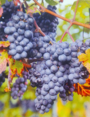 VENUS BLUE GRAPE 3 Gallon Vine Plant Grapes Vineyards Click Here For FREE RECIPE