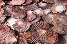 NessaStores Mexican Flat Sea Shell Beach Craft Scallop 2" - 3" ( 50 PCS ) #JC-30