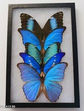 LOT OF 5 BEAUTIFUL BLUE MORPHOS A- BUTTERFLIES MOUNTED RIKER FRAMED FROM PERU