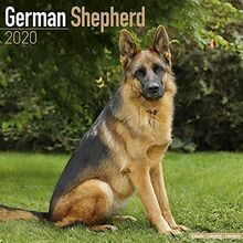 German Shepherd Calendar 2020 von Avonside Publishi... | Buch | Zustand sehr gut