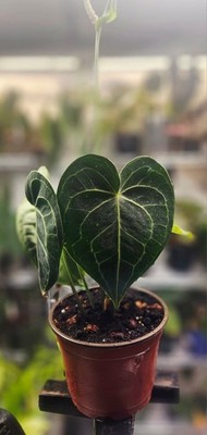 Anthurium King Clarinervium