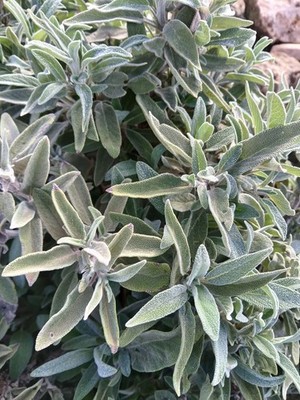 Sage Herbal (Mairamyah) 75 gm