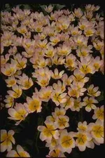 140050 Hollands Pride A4 Photo Print