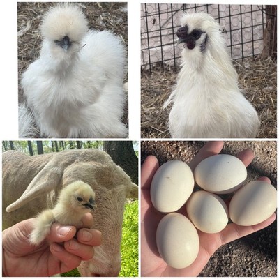 12 White Silkie Hatching Eggs (read description)  